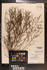 Ceanothus microphyllus image