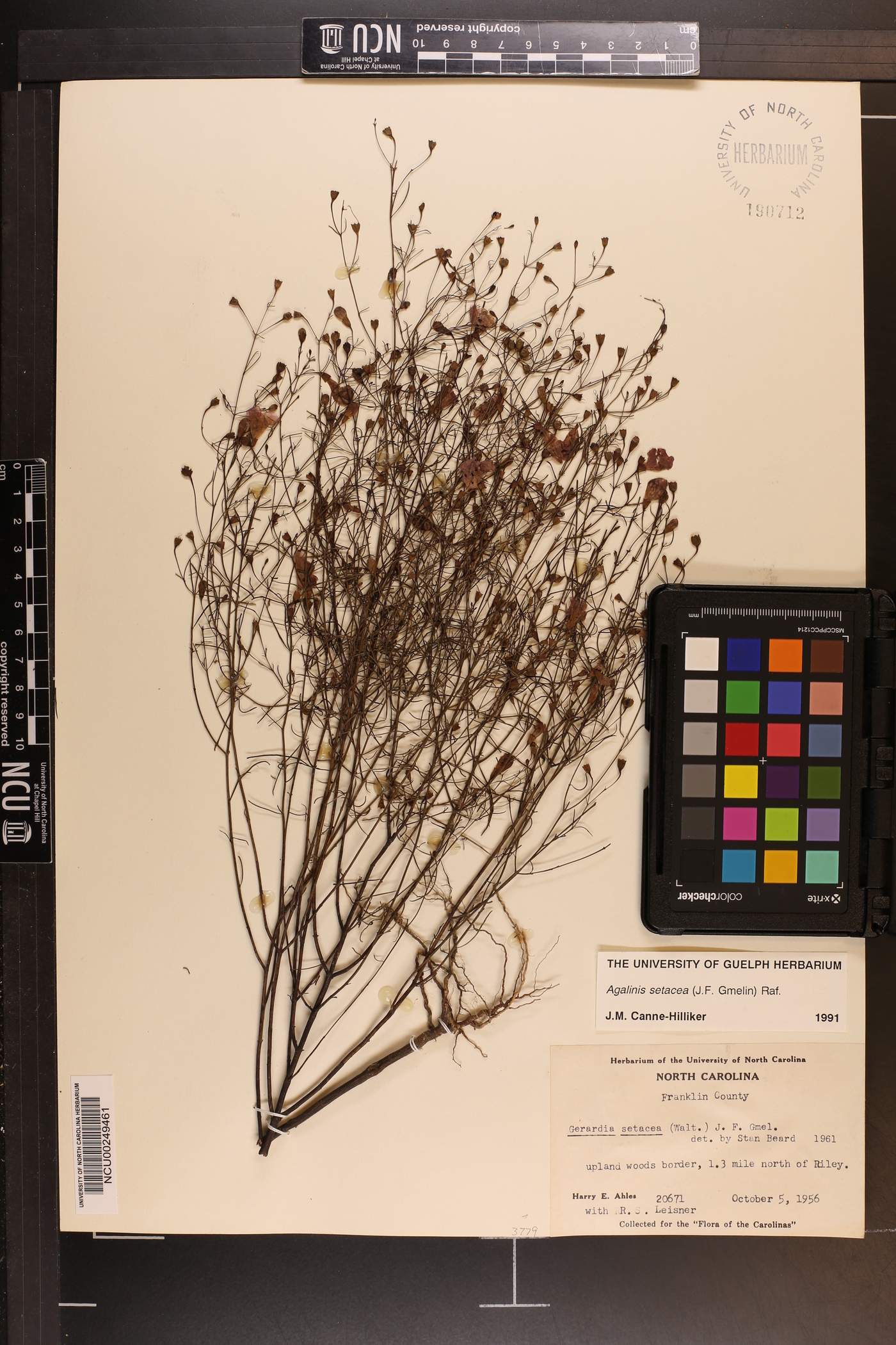 Agalinis setacea image