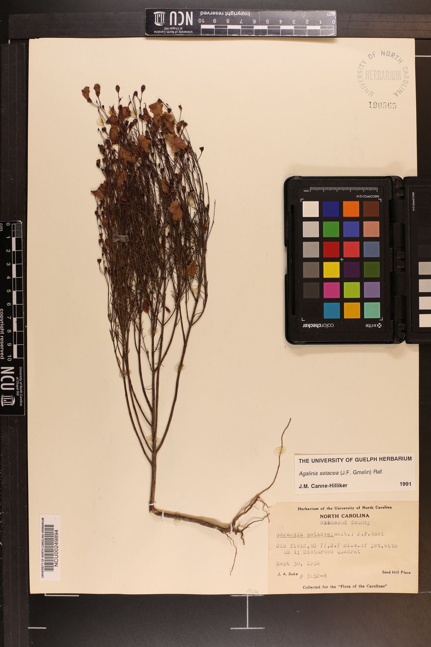 Agalinis setacea image