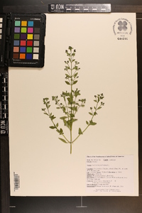 Trichostema dichotomum image