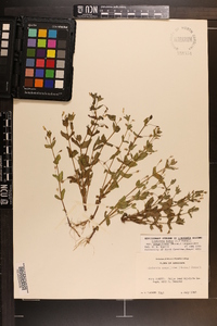 Lindernia dubia var. anagallidea image