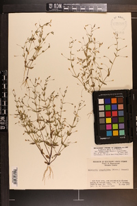 Lindernia dubia var. anagallidea image