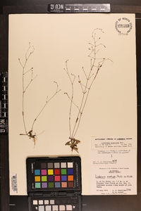 Lindernia monticola image