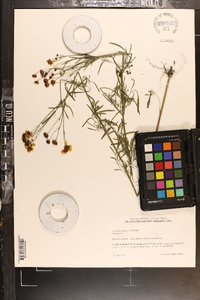 Coreopsis tinctoria image