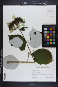 Hydrangea radiata image