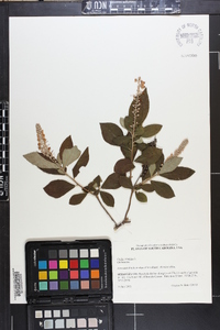 Clethra alnifolia image