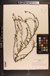 Heliotropium leavenworthii image