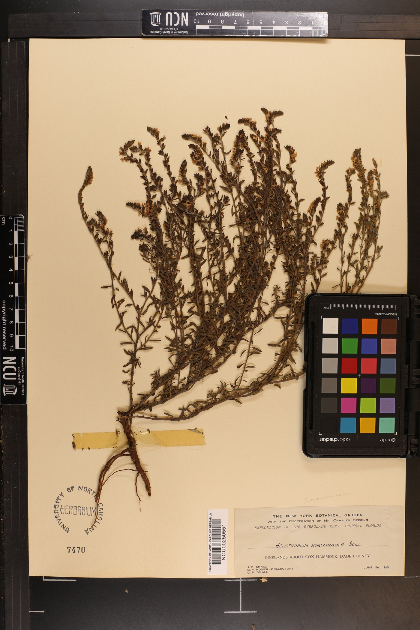 Heliotropium polyphyllum var. horizontale image