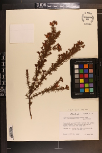 Hypericum brachyphyllum image