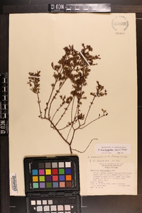 Hypericum brachyphyllum image