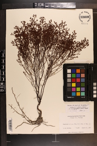 Hypericum brachyphyllum image