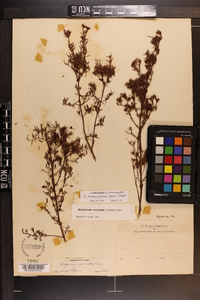 Hypericum brachyphyllum image