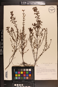 Hypericum brachyphyllum image