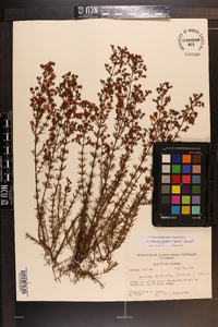 Hypericum brachyphyllum image