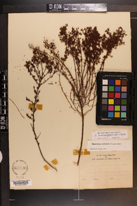 Hypericum brachyphyllum image