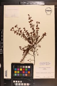 Hypericum brachyphyllum image