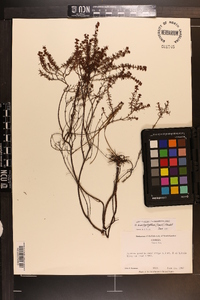 Hypericum brachyphyllum image