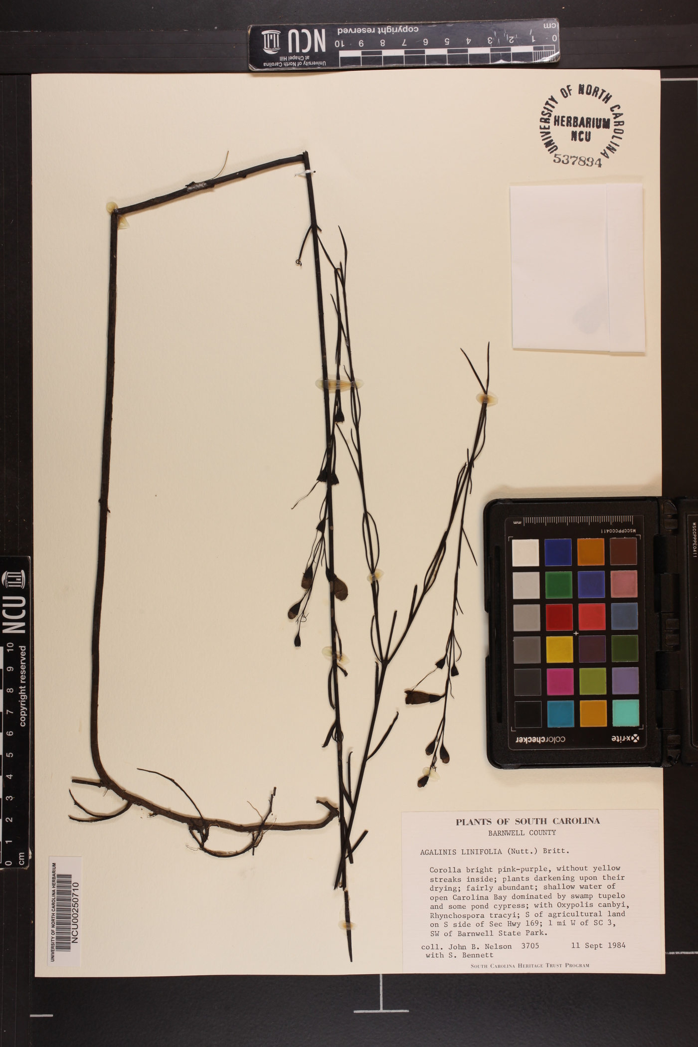 Agalinis linifolia image