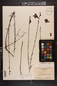 Agalinis linifolia image