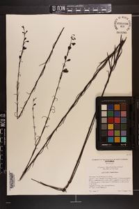 Agalinis linifolia image