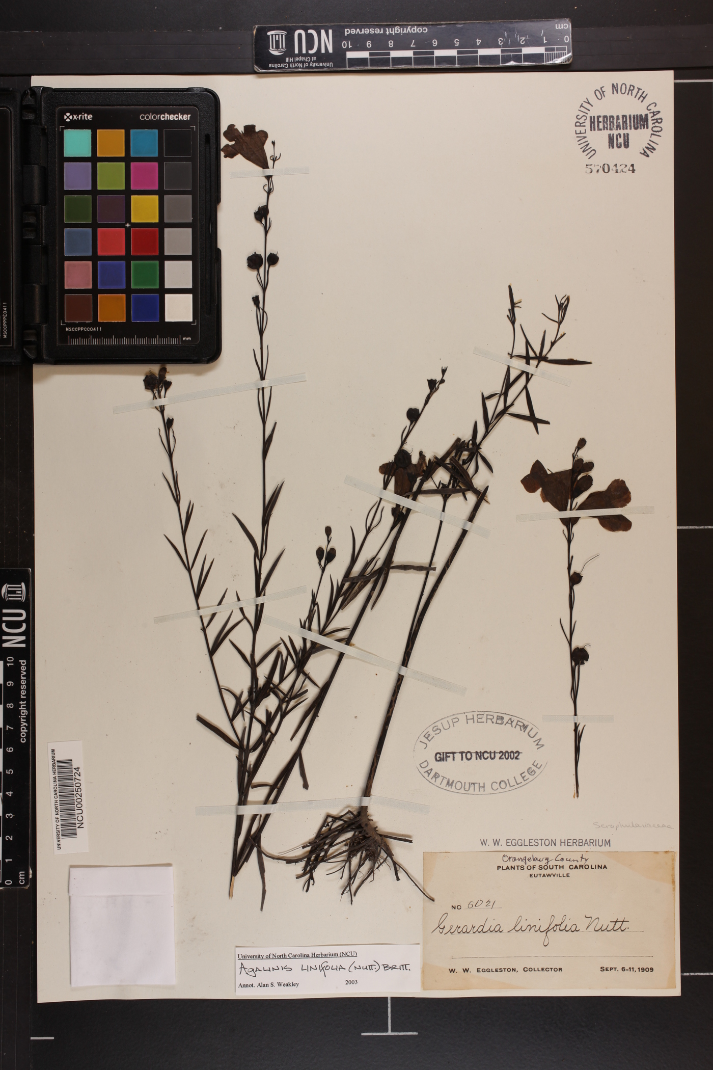 Agalinis linifolia image