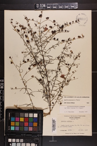 Agalinis purpurea image