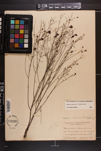 Agalinis setacea image