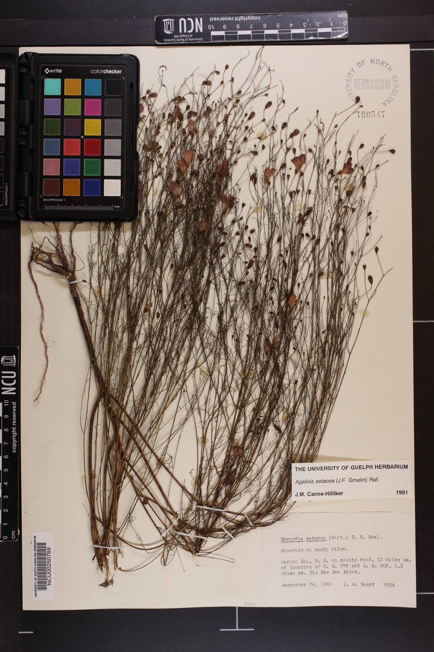 Agalinis setacea image