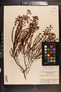 Hypericum brachyphyllum image