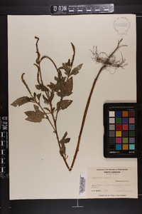 Heliotropium indicum image