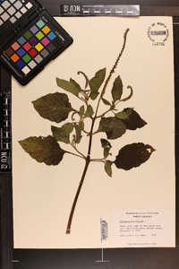 Heliotropium indicum image