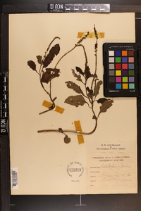 Heliotropium indicum image