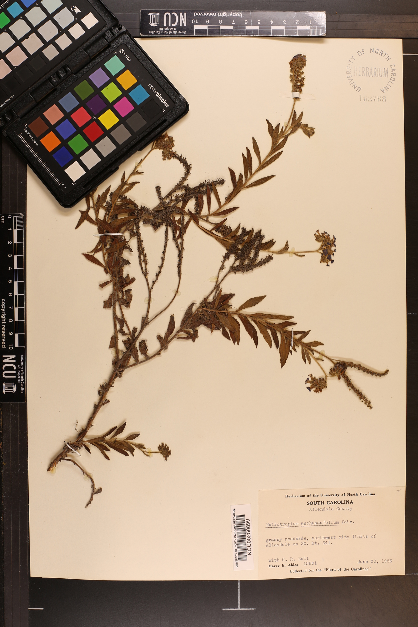 Heliotropium amplexicaule image
