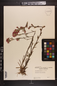 Castilleja coccinea image