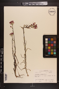 Castilleja indivisa image