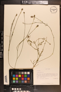 Polygala brevifolia image