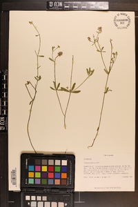 Polygala brevifolia image