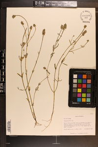 Polygala brevifolia image