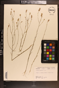 Polygala chapmanii image