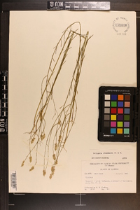 Polygala chapmanii image