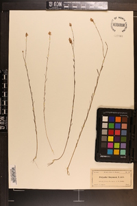 Polygala chapmanii image