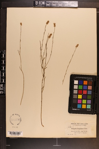 Polygala chapmanii image