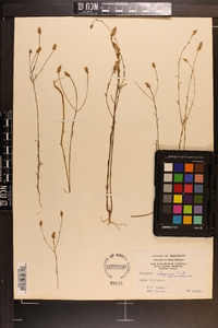 Polygala chapmanii image