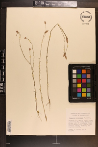 Polygala chapmanii image