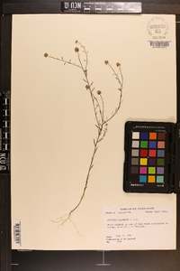 Polygala chapmanii image