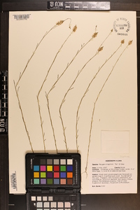 Polygala chapmanii image