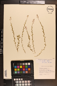 Polygala crenata image