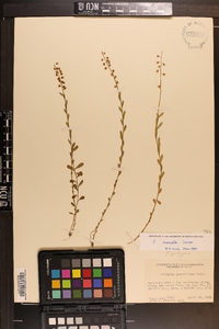 Polygala crenata image