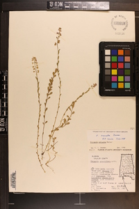 Polygala crenata image