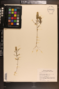 Polygala cruciata image